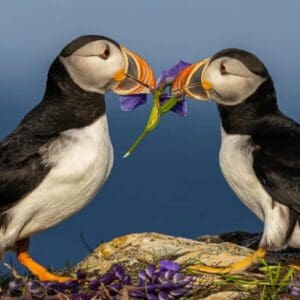 Two birds are holding a flower in their mouth.