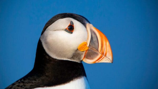 A close up of the head and beak of a puffin.
