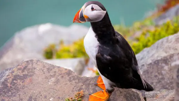 A black and white bird with orange feet standing on rocks.