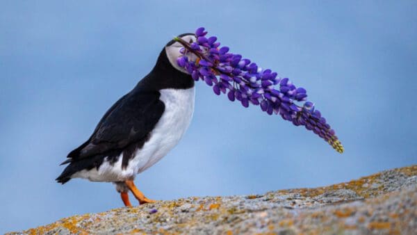 A bird with purple flowers in its beak.