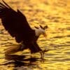 A bald eagle is flying over the water.