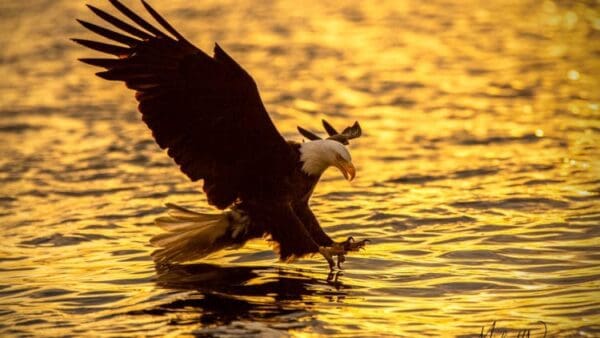 A bald eagle is flying over the water.