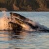 Two salmon jumping in the water near a body of water.