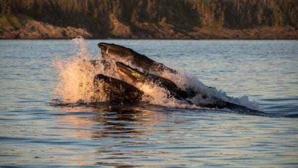 Two salmon jumping in the water near a body of water.