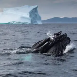 A whale is swimming in the ocean near an iceberg.