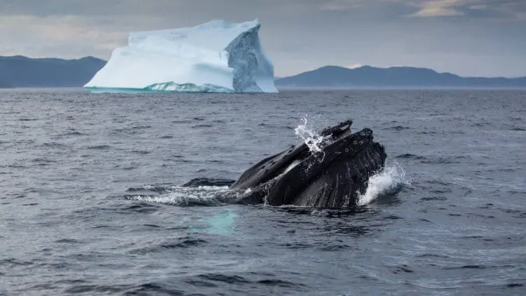 A whale is swimming in the ocean near an iceberg.