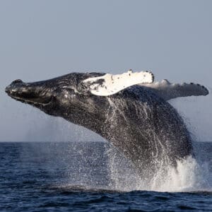 A big size whale jumping inside the water
