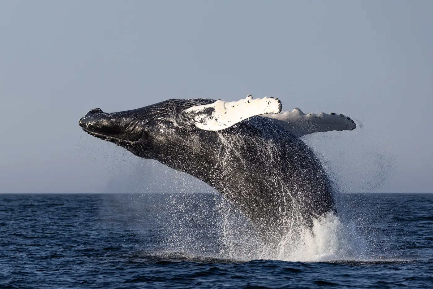A big size whale jumping inside the water