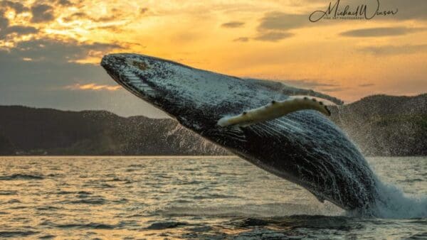 A whale is jumping in the air at sunset.