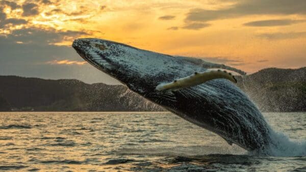 A whale is jumping in the water at sunset.