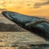 A whale is jumping in the air at sunset.