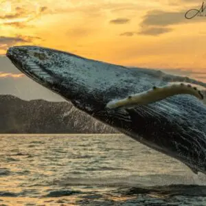 A whale is jumping in the air at sunset.