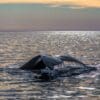 A whale is swimming in the ocean at sunset.