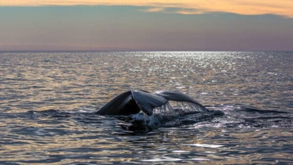 A whale is swimming in the ocean at sunset.