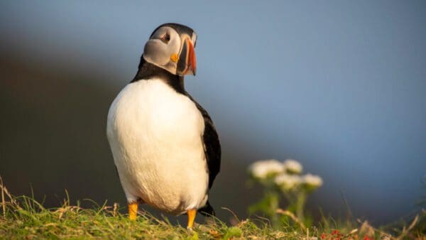 A puffin standing on the grass near some flowers.