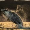 A whale jumping in the air with water splashing around it.