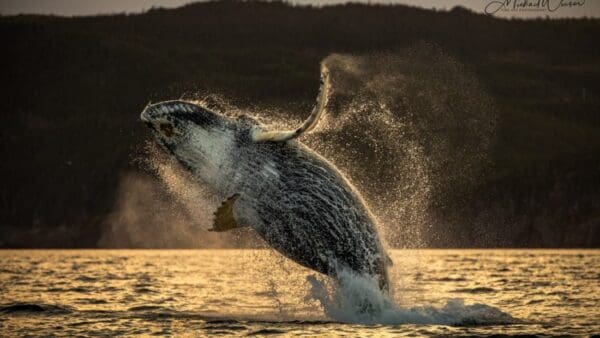 A whale jumping in the air with water splashing around it.