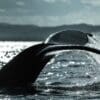 A whale is swimming in the ocean.
