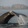 A whale is swimming in the ocean with its tail.