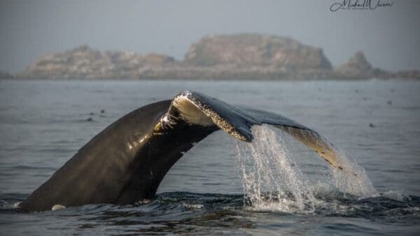 A whale is swimming in the ocean with its tail.