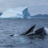 A whale is swimming in the ocean near an iceberg.