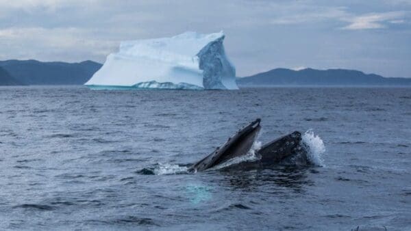 A whale is swimming in the ocean near an iceberg.