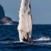 A whale is swimming in the ocean.