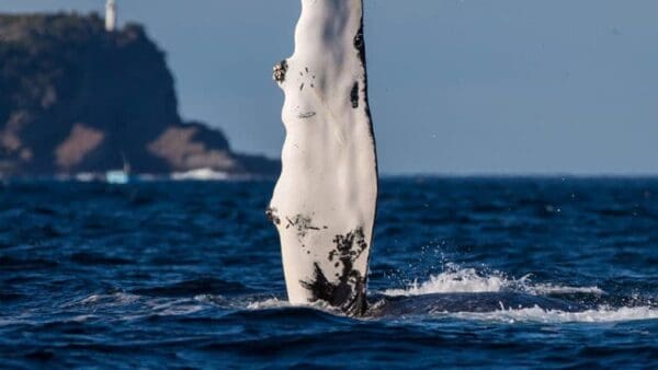 A whale is swimming in the ocean.