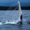 A whale is swimming in the water.