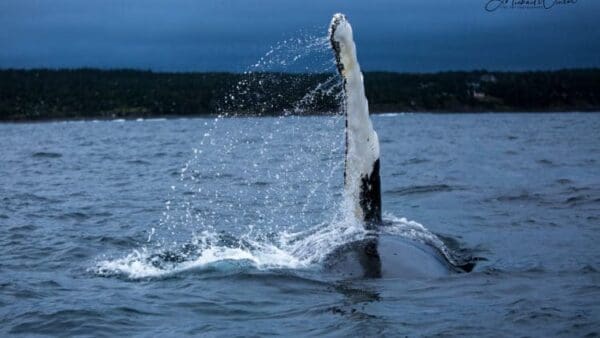 A whale is swimming in the water.