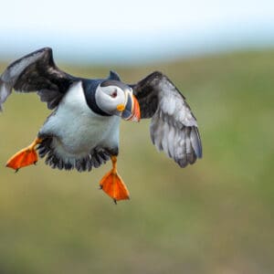 A bird flying in the air with its wings spread.