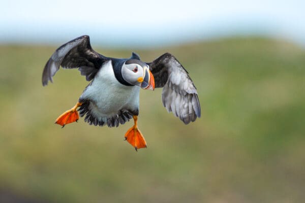 Private Atlantic Puffin Photo Tour Overnight Trip (Bonavista) - 3 Days