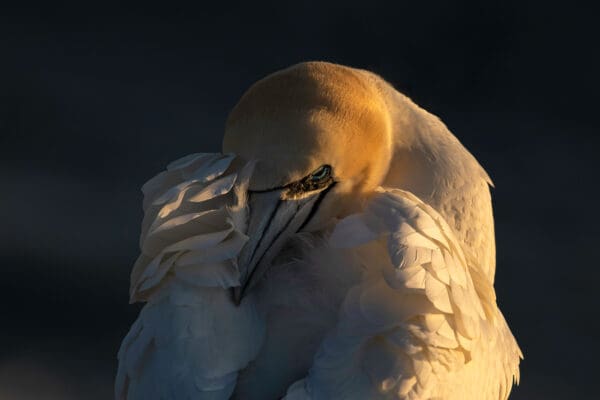 Cape St. Mary’s Northern Gannet Overnight Photography Tour - 2 Days