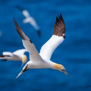 A flock of birds flying over the ocean.