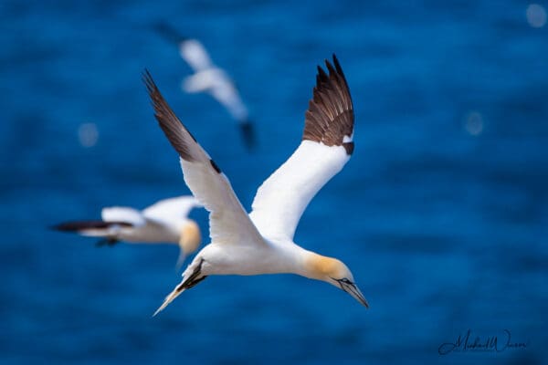 Cape St. Mary's Northern Gannet Photography Tour - 1 Day