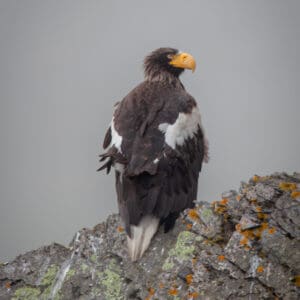 Stellar’s Sea Eagle Day Tour