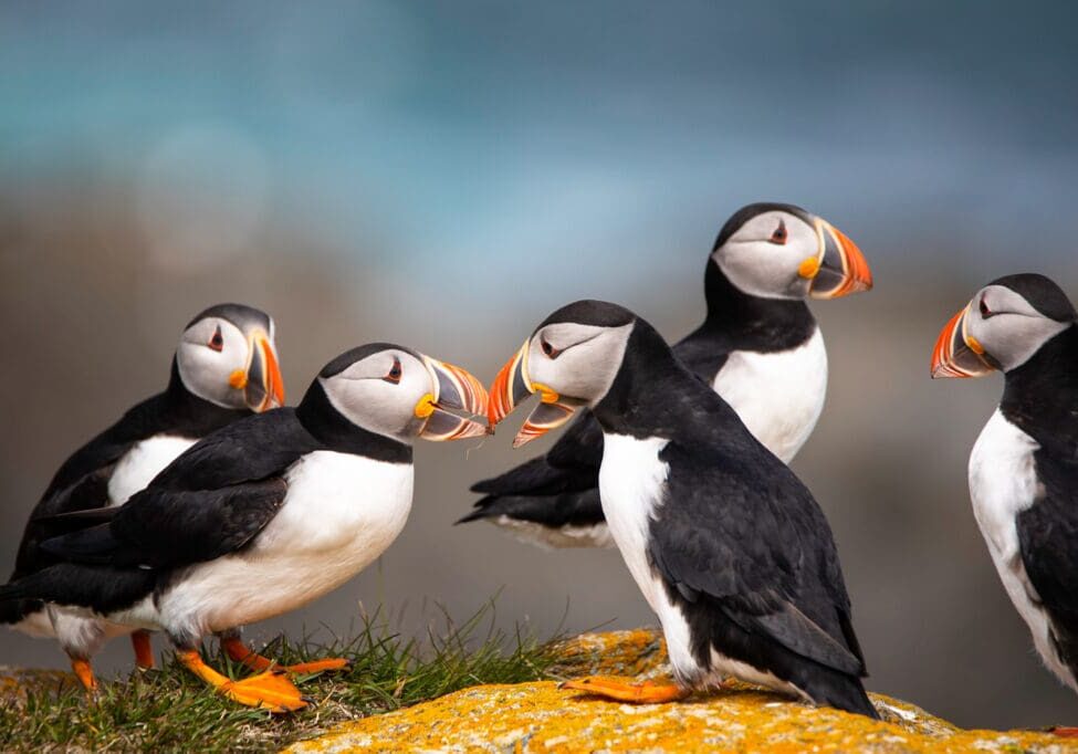 Puffin-Gathering-copy